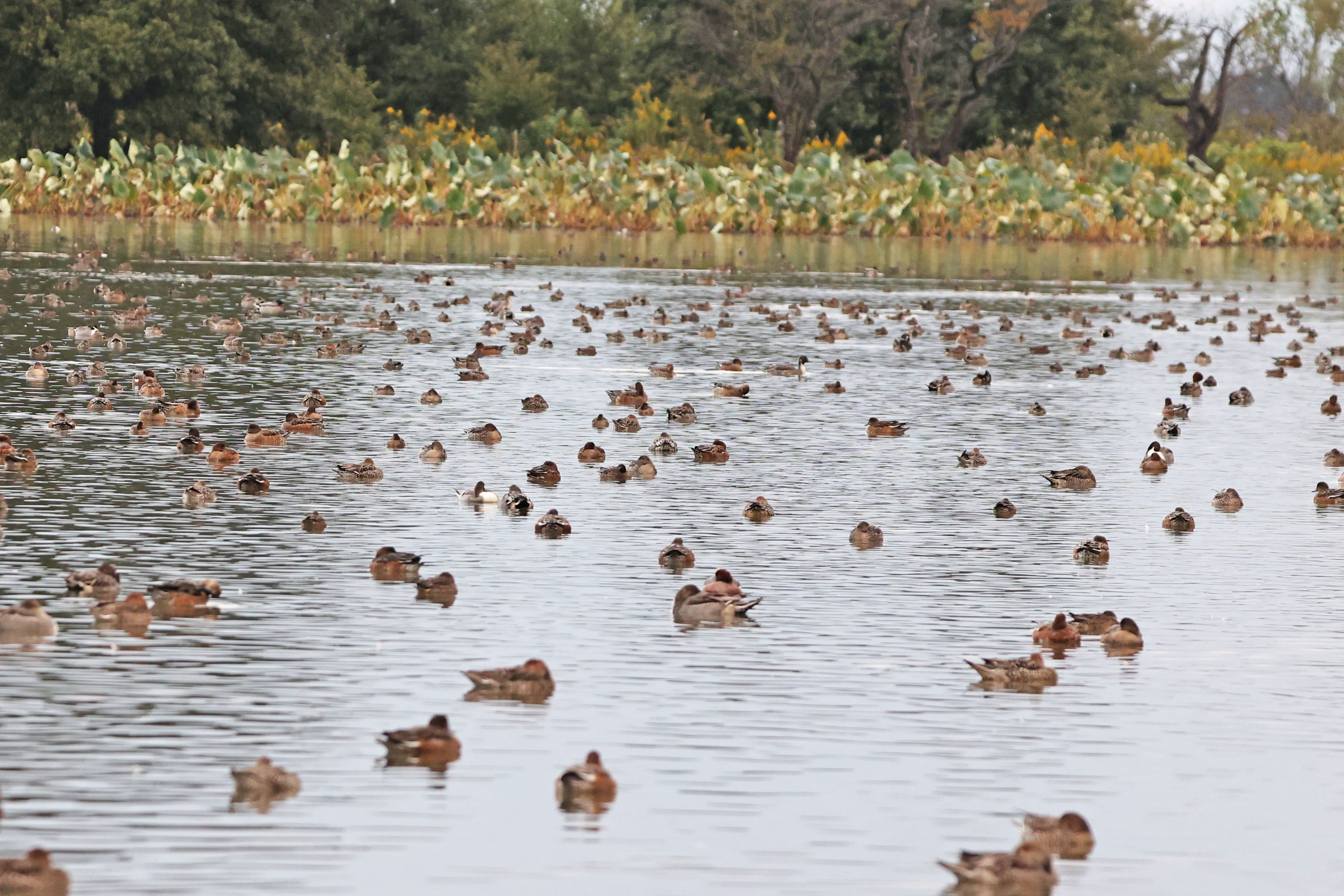 瓢湖の湖面には沢山のカモたち。