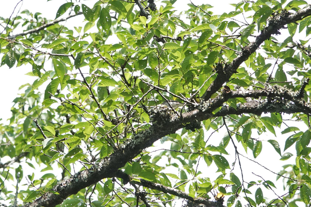 高い木の枝にコサメビタキのまん丸い巣が。