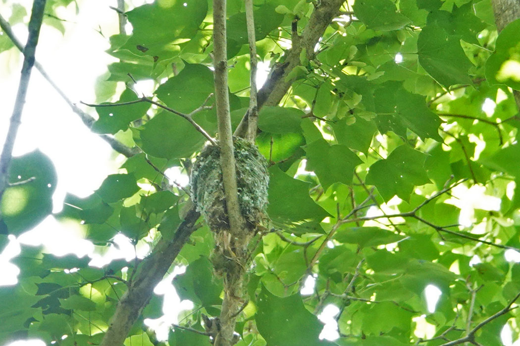 これはサンコウチョウの巣。これも高い。真下から見上げる用だ。