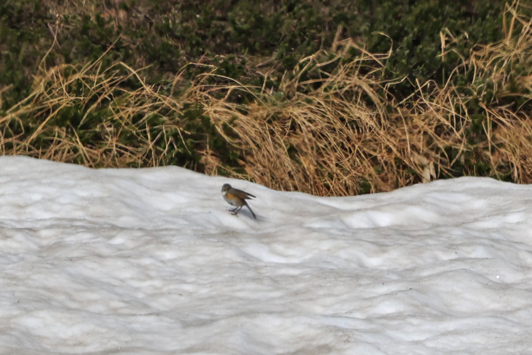 遠くの雪渓には不利ビタキの雌。