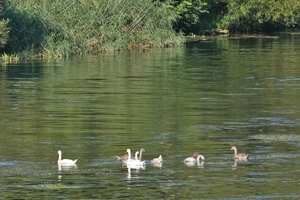 ライン川の支流のネッカーがわには白鳥がプカプカ。