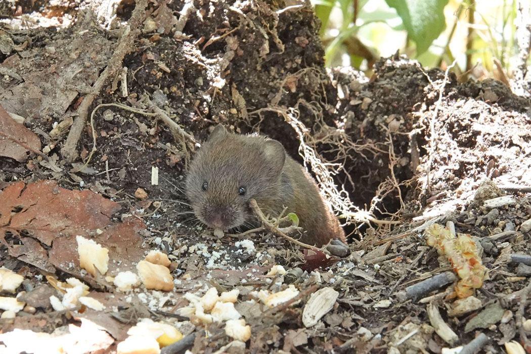 鳥ではないけど、ハタネズミ（？）が足元に顔を出した。