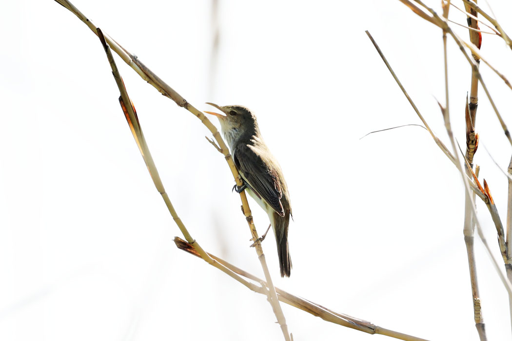 う～。鳴きつかれた。