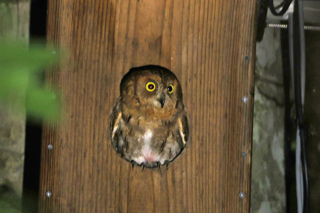 なんとコノハズクが入っていた。宿の管理人さんもびっくり。