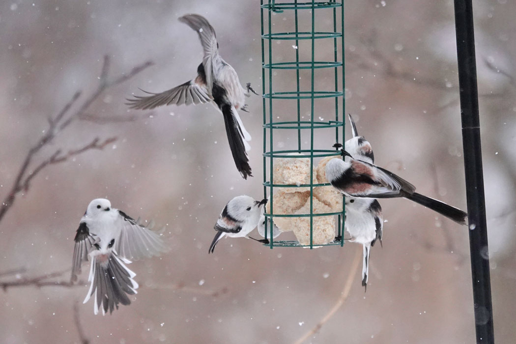 雪の中でも餌をめがけて飛んでくる。