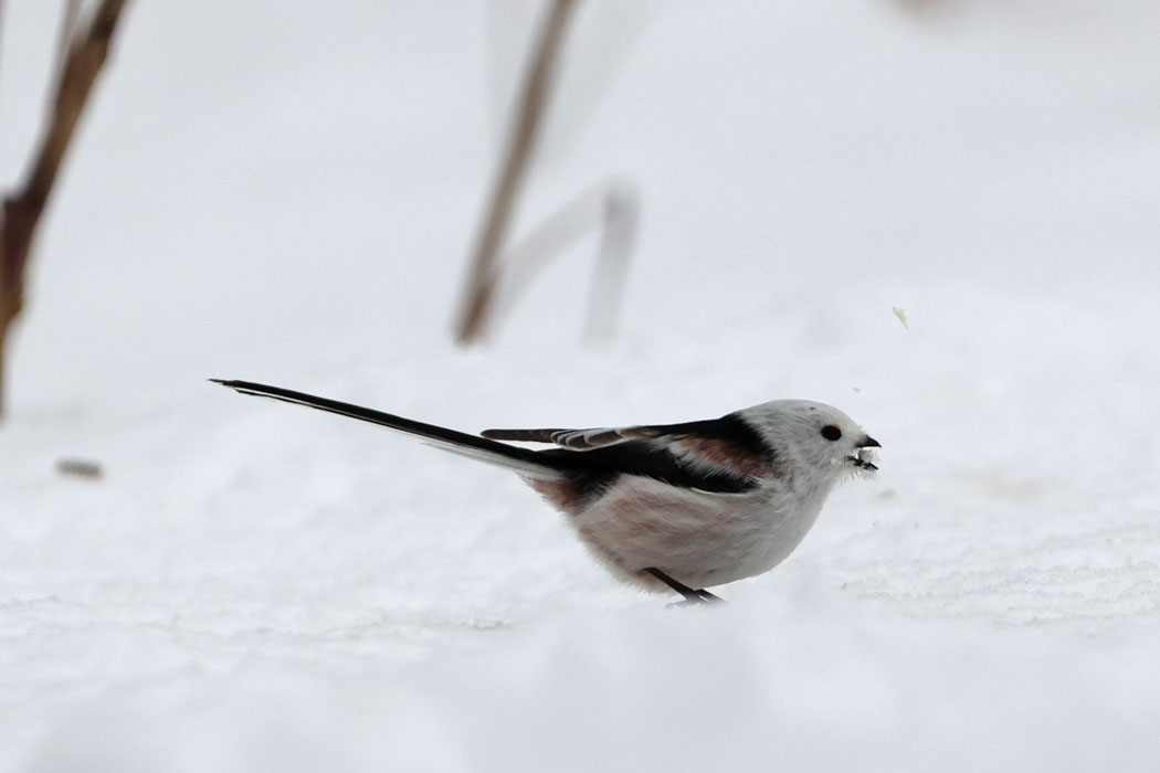 雪を食べているの？