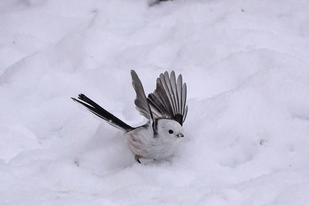 飛ぼうかな。