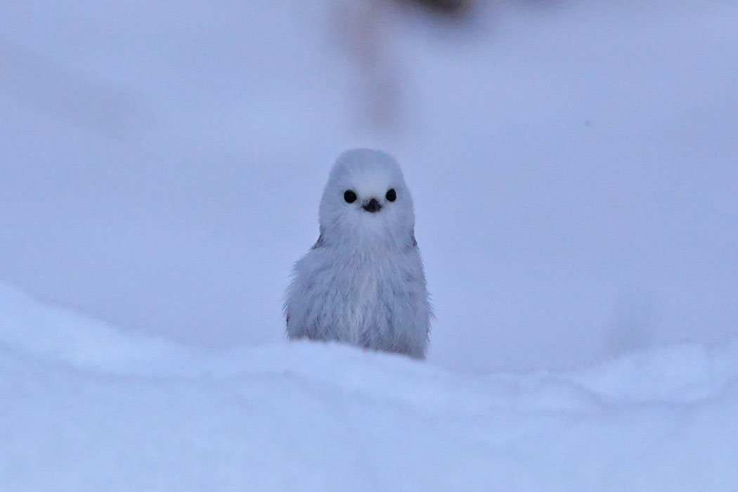 雪だるまみたい。