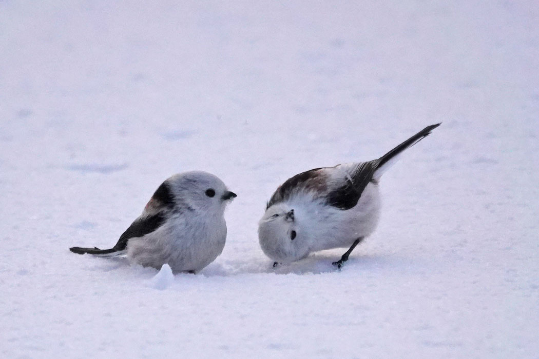何してるの？どのしぐさもかわいい。