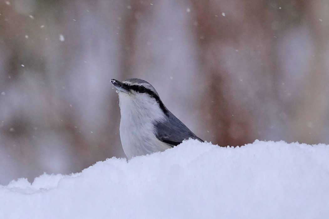 雪の中から現れた。
