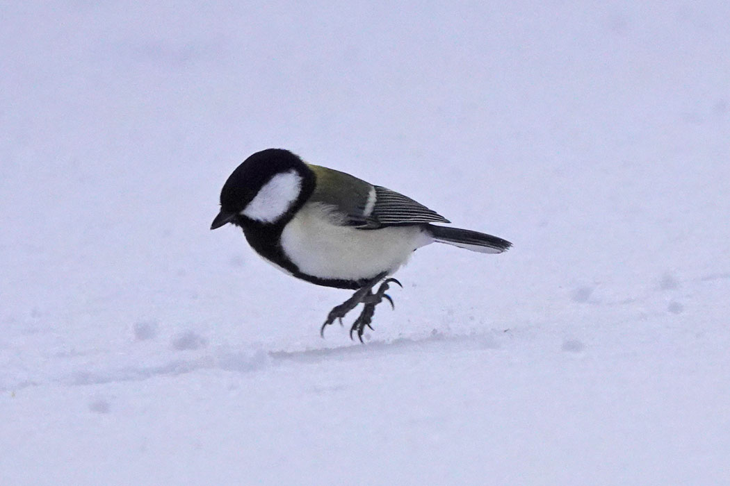雪の上をピョンピョン。