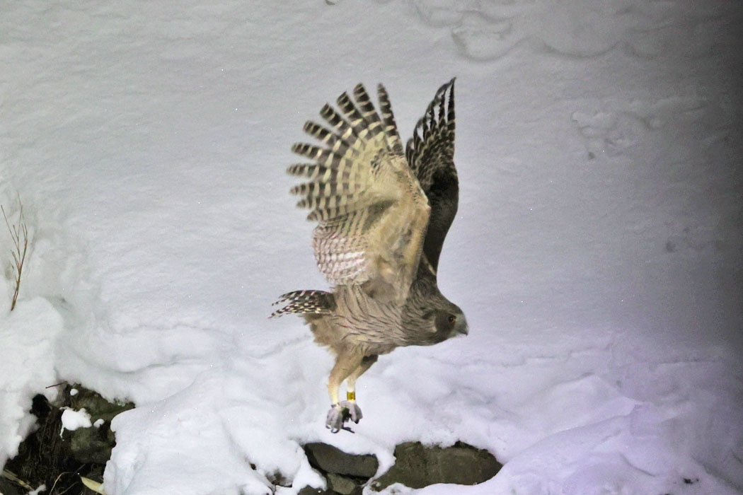 さようなら。