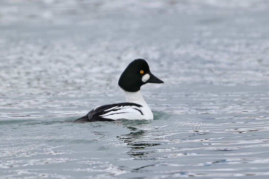 英名は’goldeneye。黄色い目がかわいい。