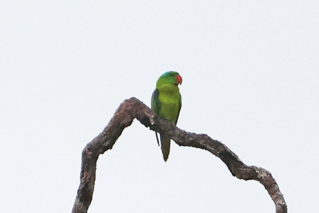 コオオハナインコモドキだそうだ。