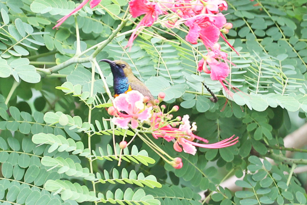 花の間から顔を出したのきれいな小鳥。