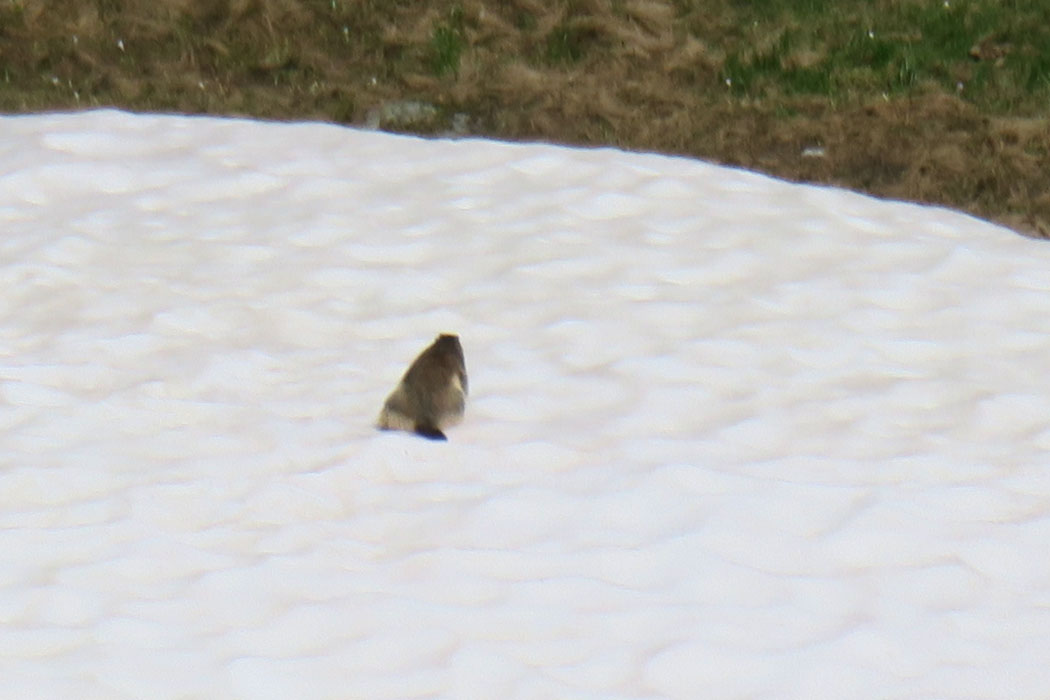 残雪の上を走り回っていた。