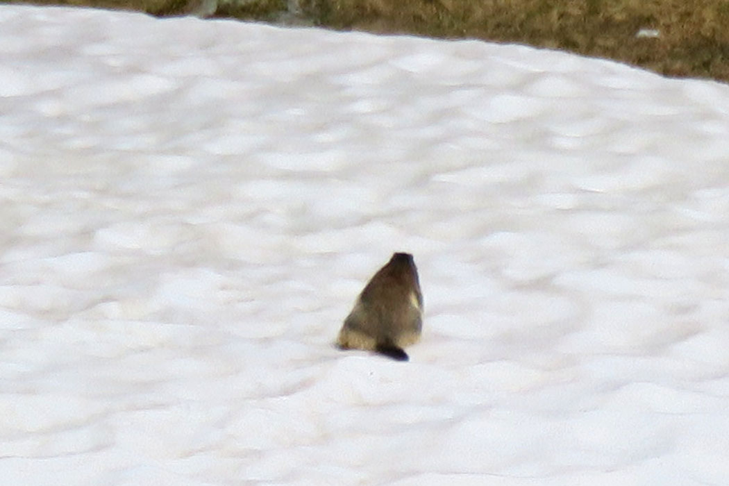 体を雪に擦り付けて、雪浴びか？