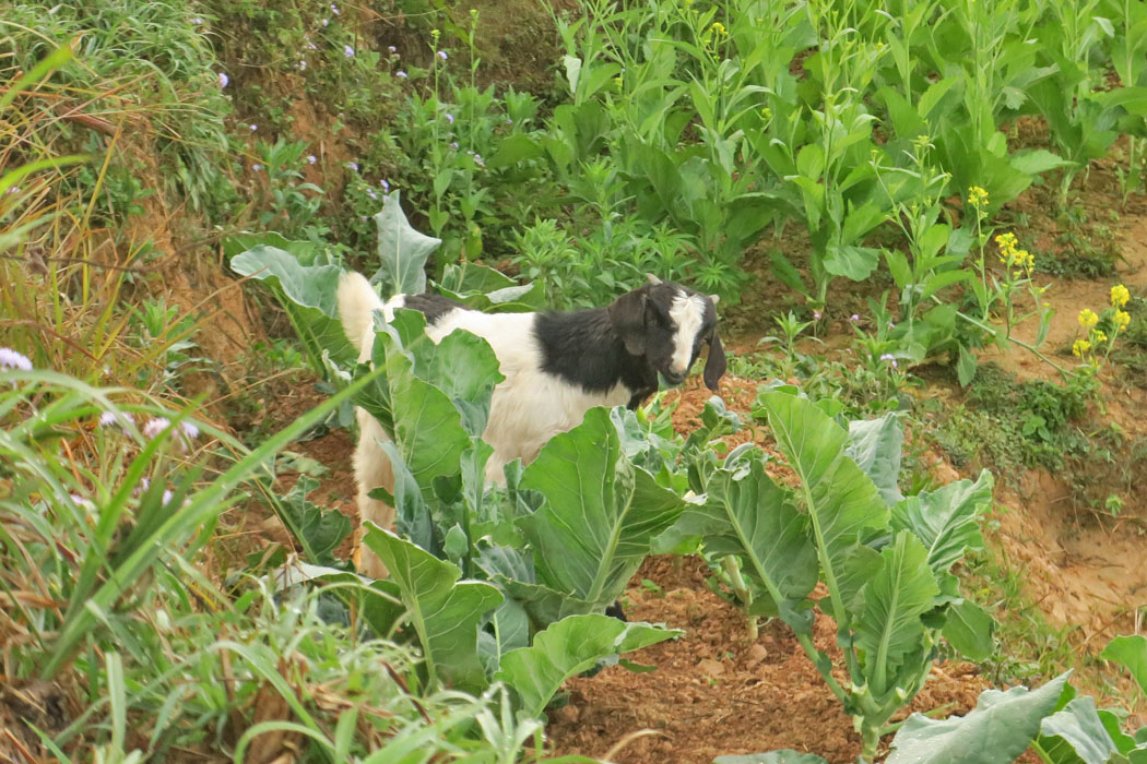 それでも足らずに（？）畑の野菜をむしゃむしゃ。