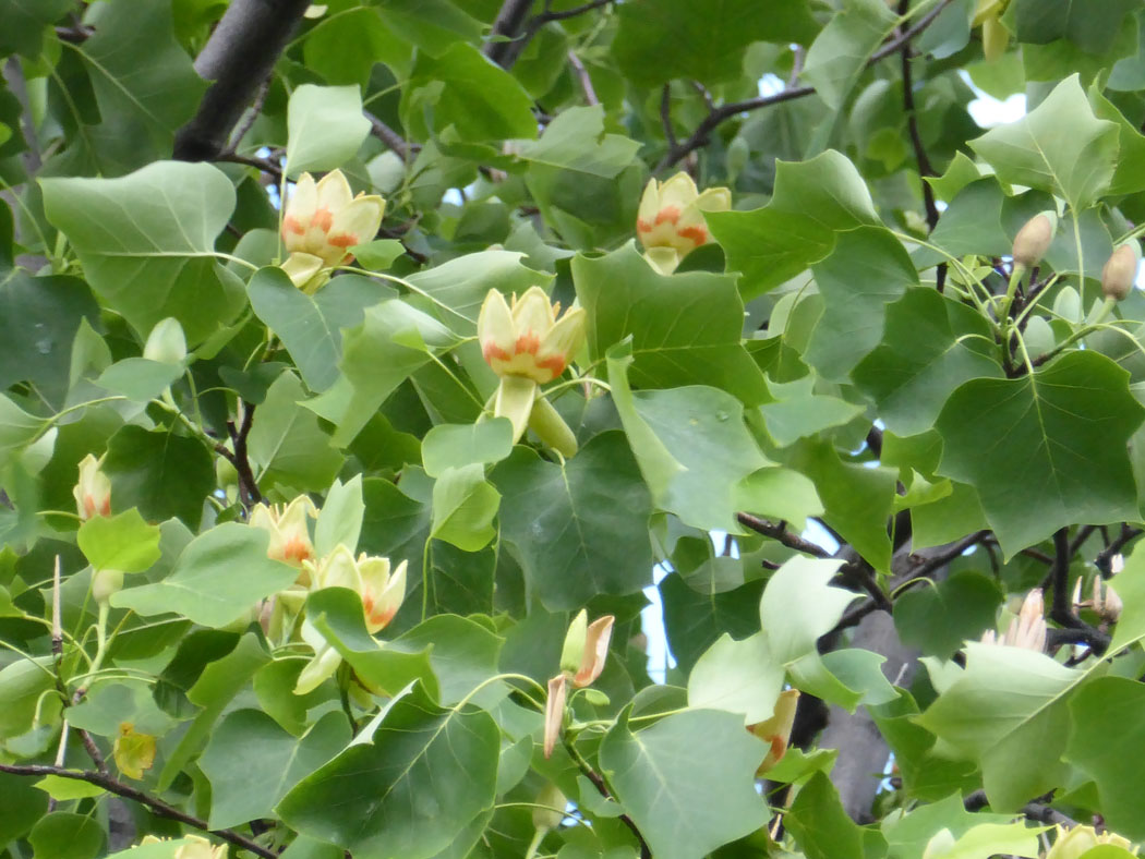北大構内の大木に花が満開