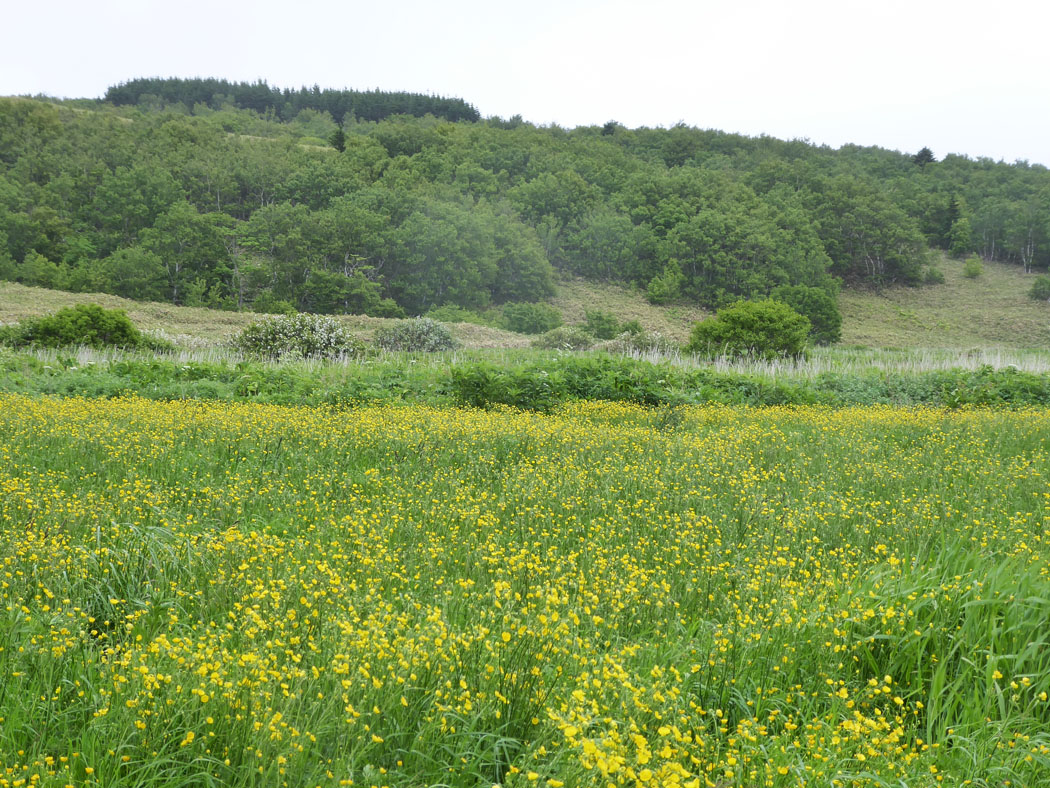 一面のハイキンポウゲ（九種湖　礼文島）