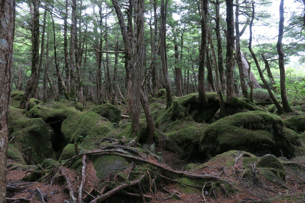 苔に覆われた森