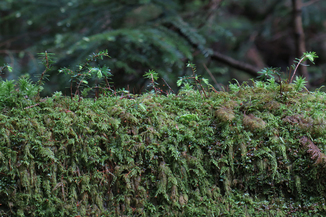 倒木の苔の合間にコメツガの芽生えが