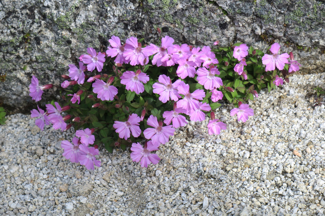 花の色は株ごとに違う（淡いものから濃いものまで）