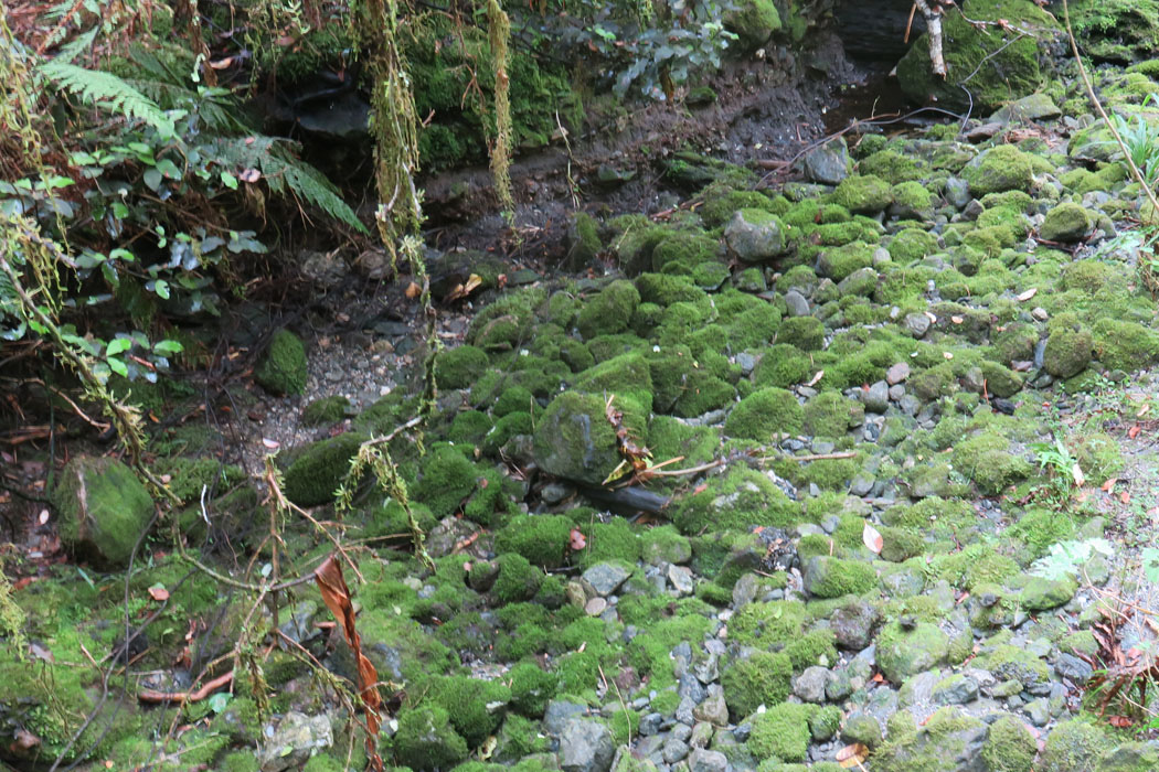 石にもそれぞれ苔が生えていて、可愛い。