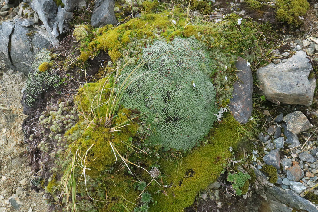 これも苔の仲間と思ったら、なんとキク科の植物。