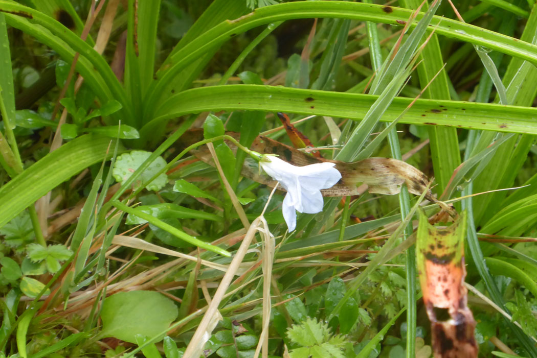 ブルーベル（キキョウ科）と呼ばれる花。