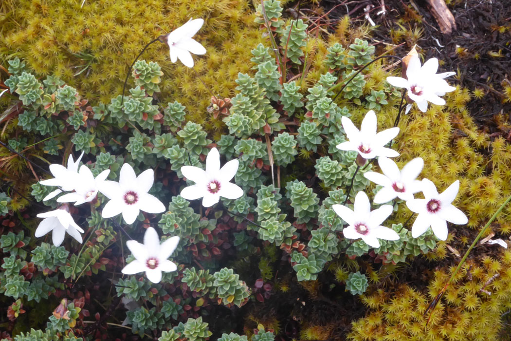 白花　其の1　Forstera sedifolia