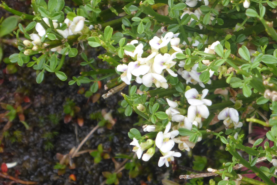 白花　其の3　名前がわからないが、マメ科。