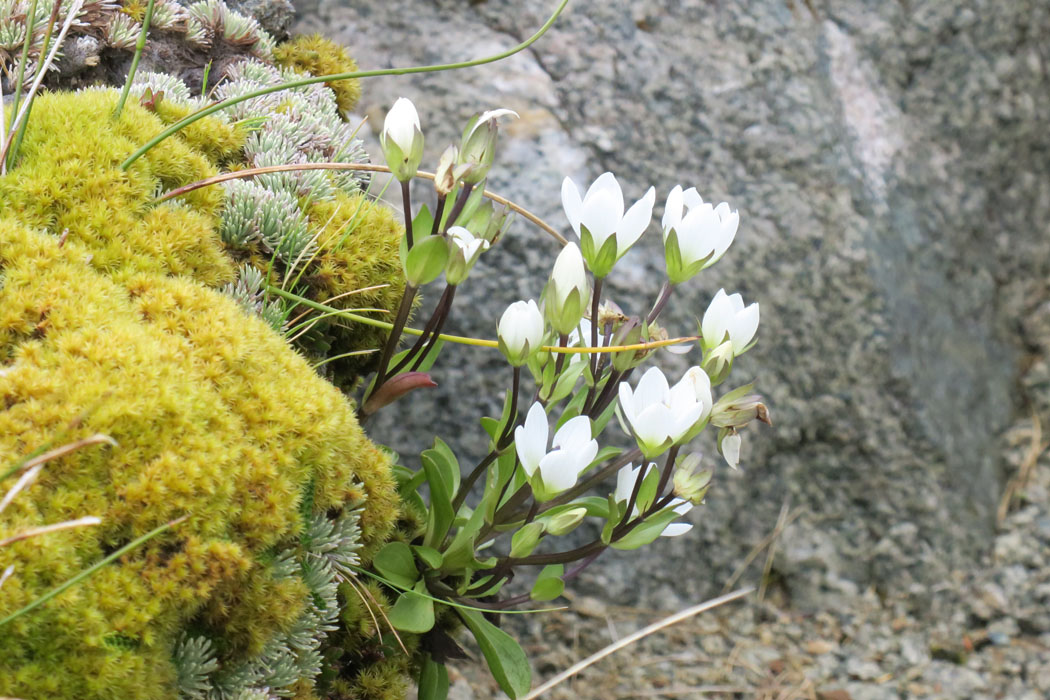 白花　其の5　これも名前がわからないが、可憐。
