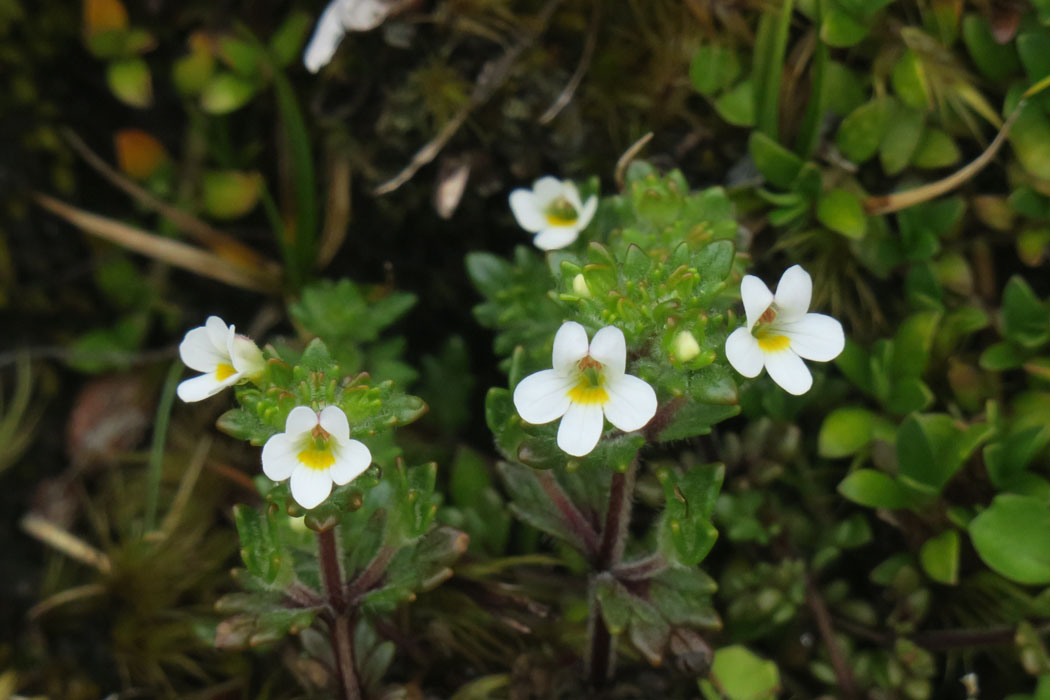 白花　その6　コゴメグサに似ているが、根に寄生する機種植物だそうだ。自分d光合成もする。