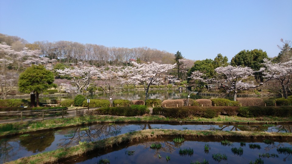 池の周りにはいろいろな桜が。