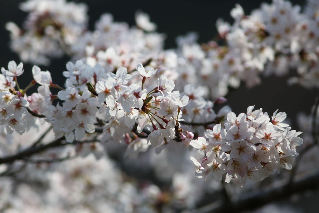 花がたわわ。