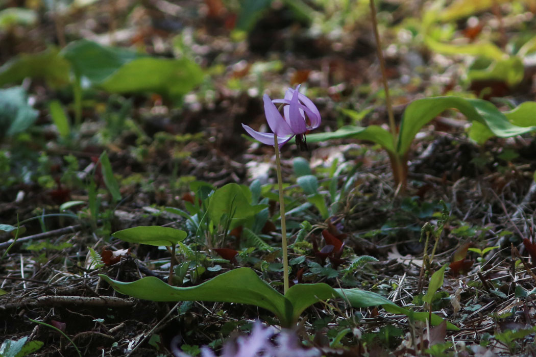 古民家の裏にカタクリの花。