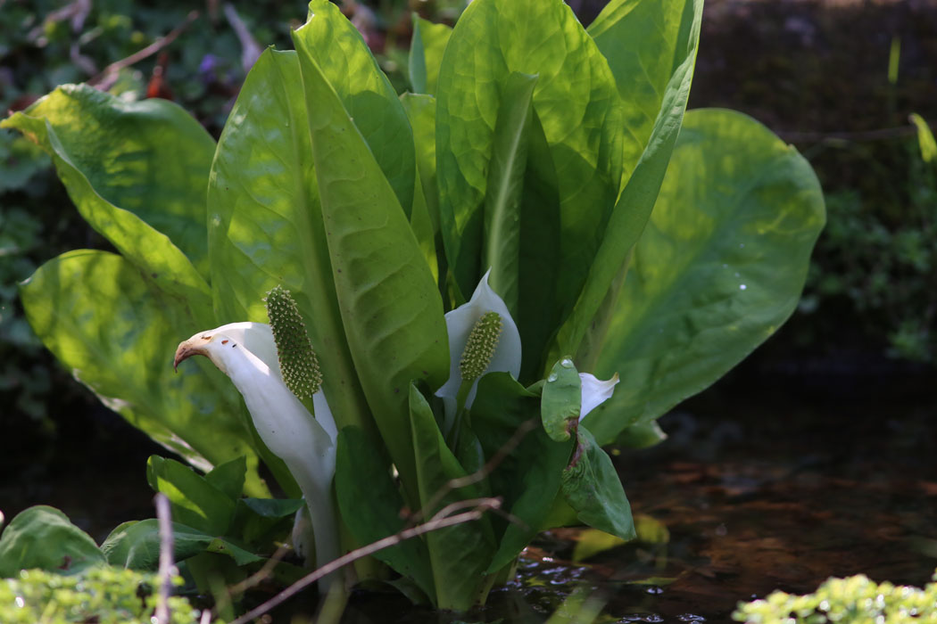 水芭蕉がひっそりと。