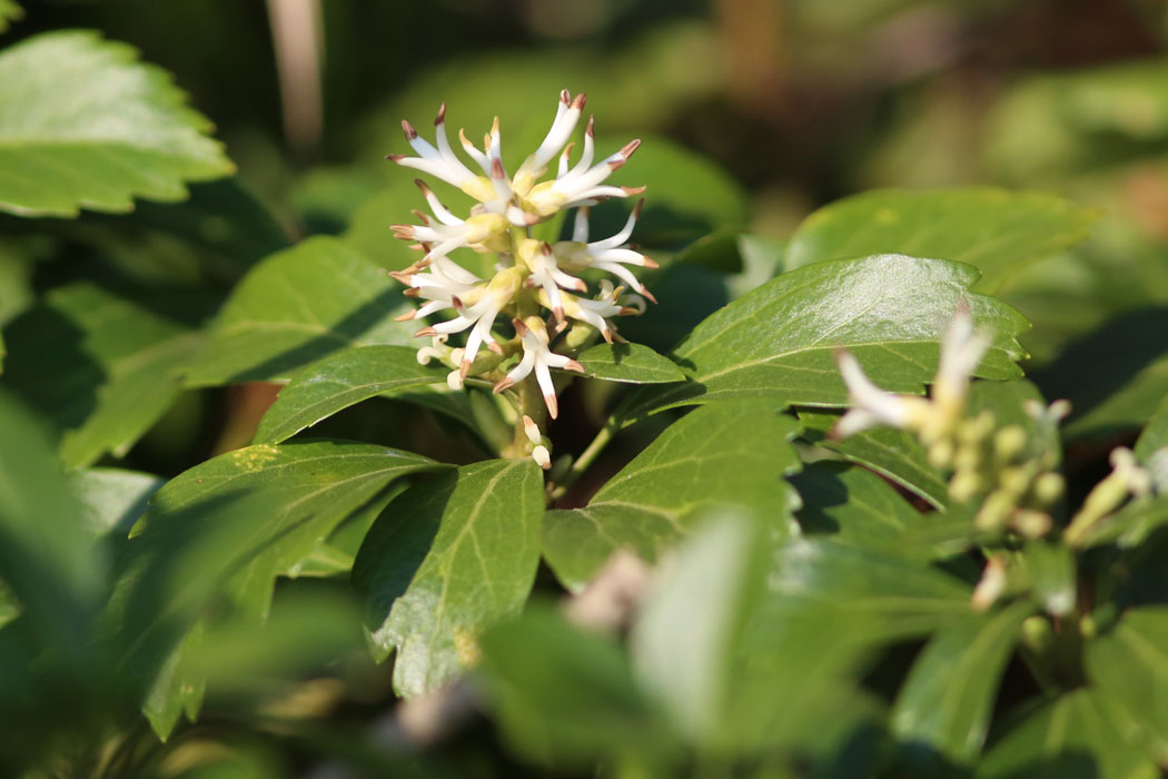 フッキソウ。この花上が雄花、下が雌花。