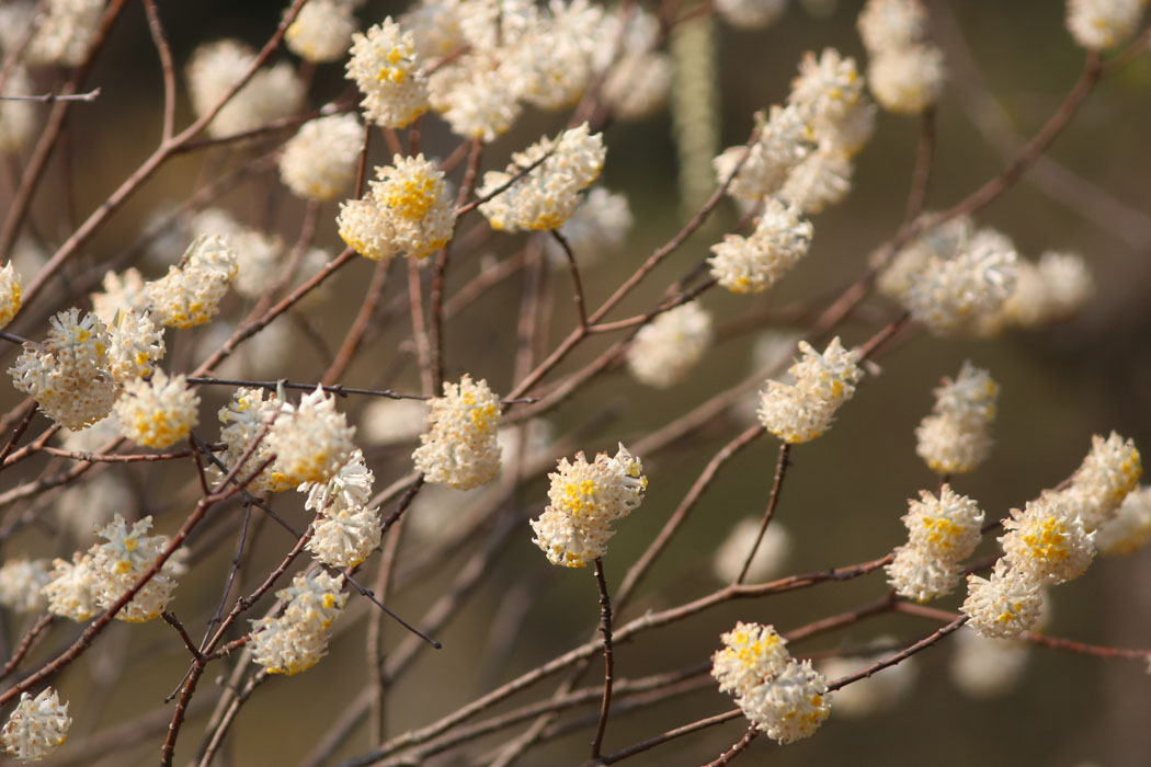 ミツマタの花。