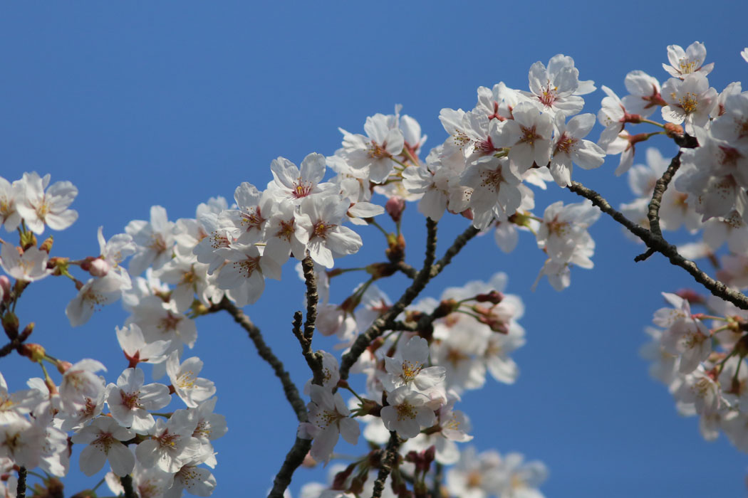 青空と桜の花。