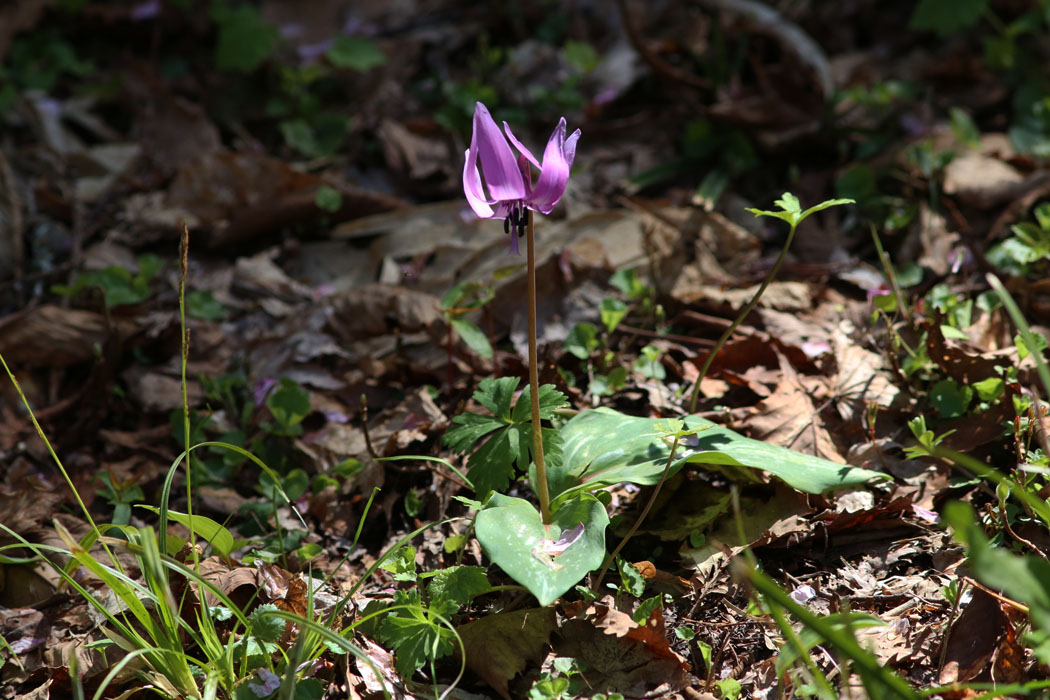 カタクリの花（ひっそりと）