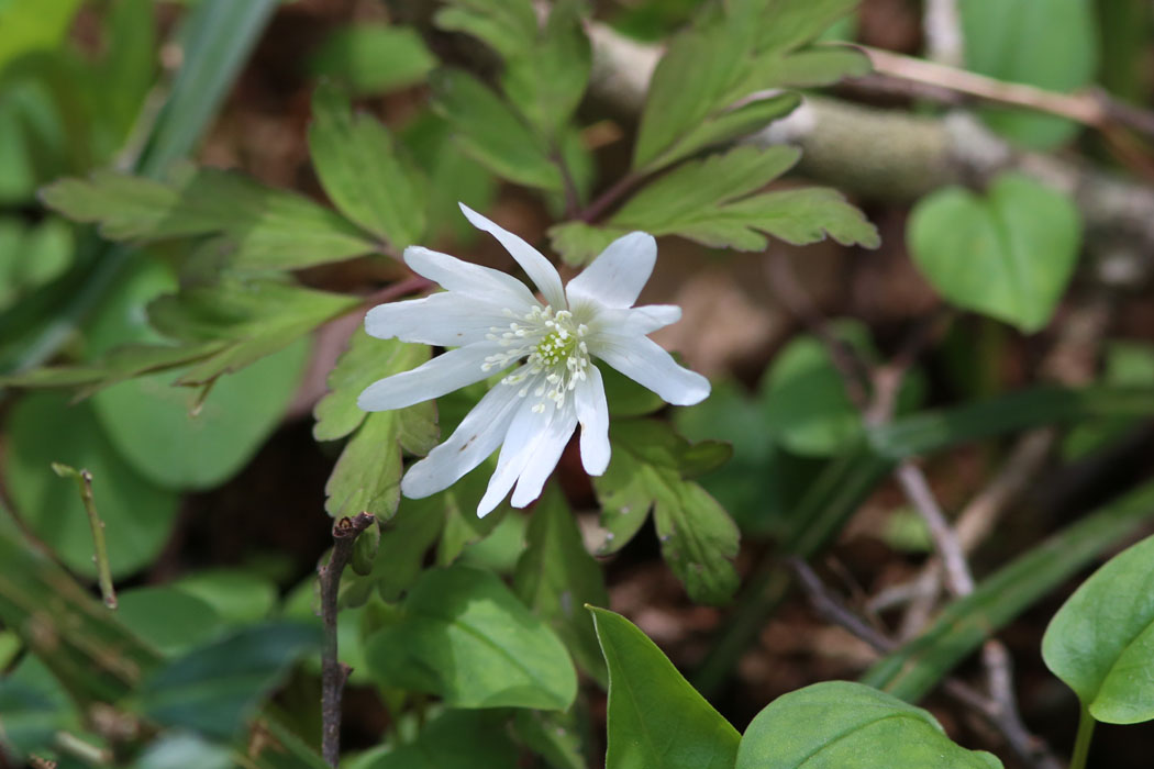 キクザキイチゲ（白花）