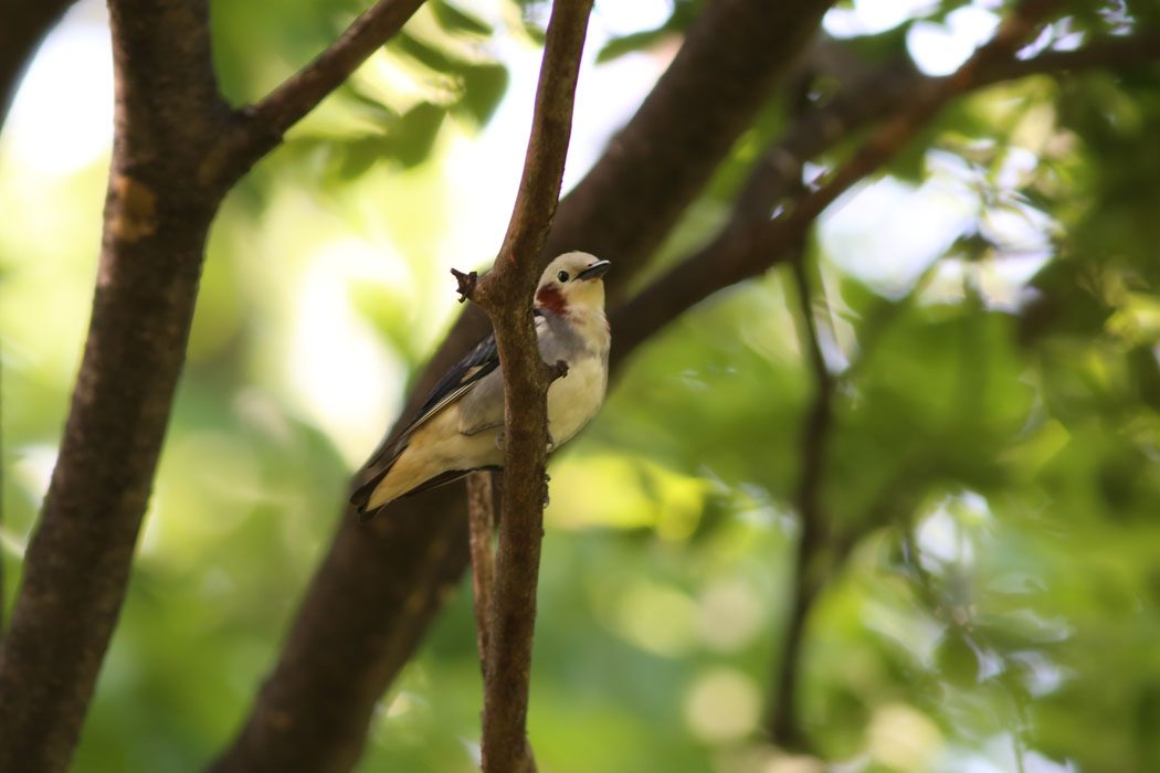コムクドリ（豊平公園）