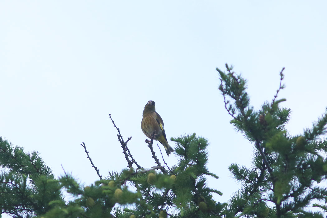 夕暮れのカワラヒワ（藻岩山）