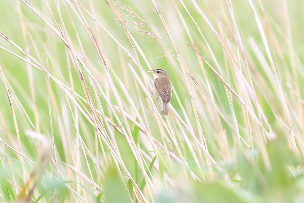 アシの中のコヨシキリ（メグマ沼）