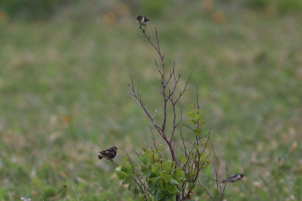 ノビタキの雛　～遠くで親鳥が見守る～