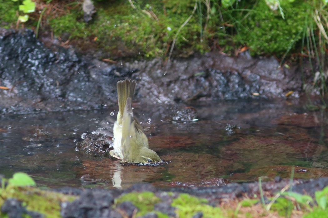 え！水こんなに少ないの。