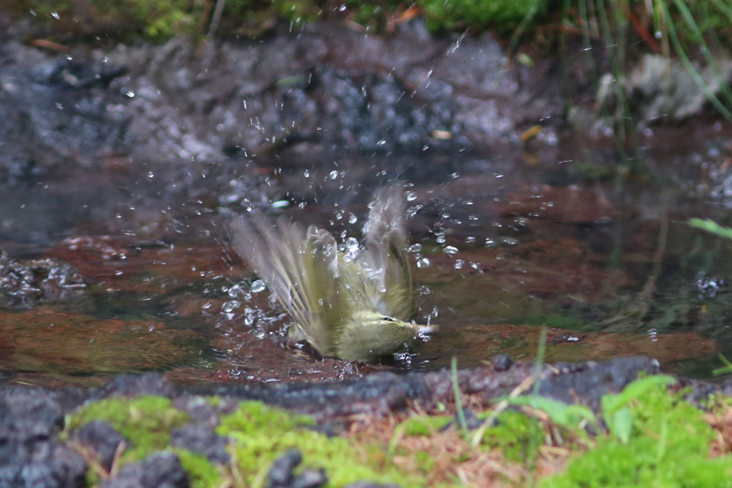でも頑張って水浴び