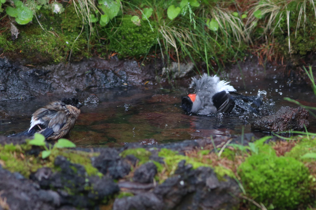 つがいで必死に水浴び